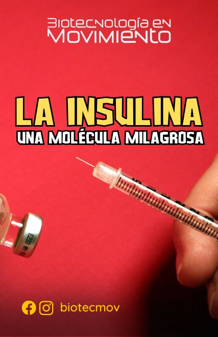 La insulina: una molécula milagrosa
