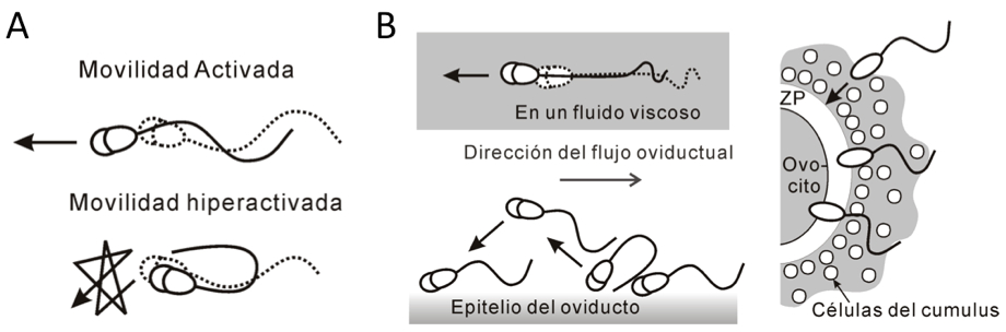 Figura 1. Movimiento de hiperactivación (A abajo) y su papel fisiológico en la fecundación (B)