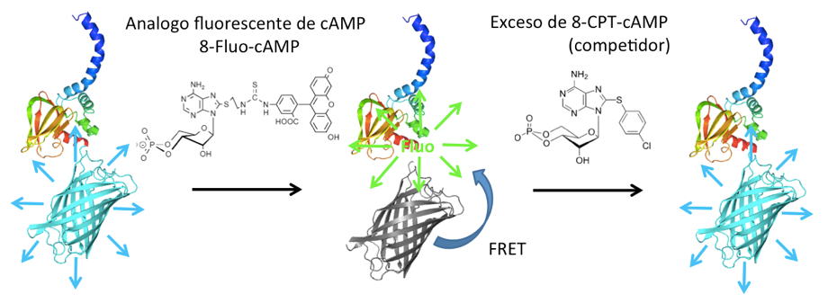 Figura 2. Esquema de un ensayo de FRET entre el CNBD-CFP y un análogo fluorescente del AMPc. CFP es una proteína fluorescente de color cian.