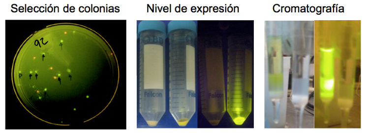 Figura 3. Ventaja de utilizar proteínas fluorescentes en la producción y purificación de proteínas recombinantes.