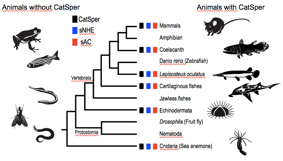 Figura 1. Distribución de CatSper, sNHE y sAC en animales.